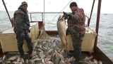 ЕС может запретить поставки рыбы из России в новом пакете санкций
